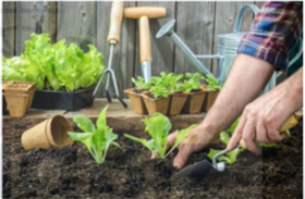 Gardening